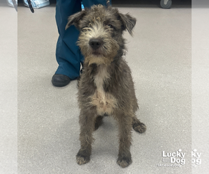 Medium Irish Wolfhound Mix