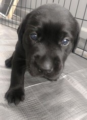 Labrador Retriever Puppy for sale in TAMPICO, IL, USA