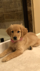 Golden Retriever Puppy for sale in LEAWOOD, KS, USA