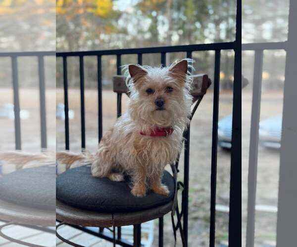 Medium Photo #1 Mutt Puppy For Sale in Mount Pleasant, SC, USA