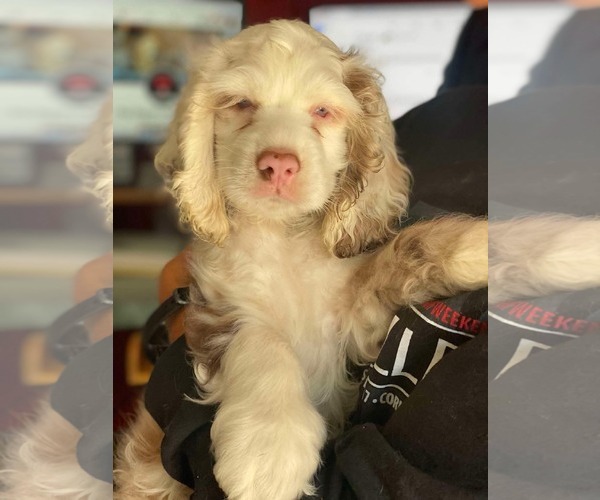 Medium Photo #1 Cocker Spaniel Puppy For Sale in Lewistown, PA, USA