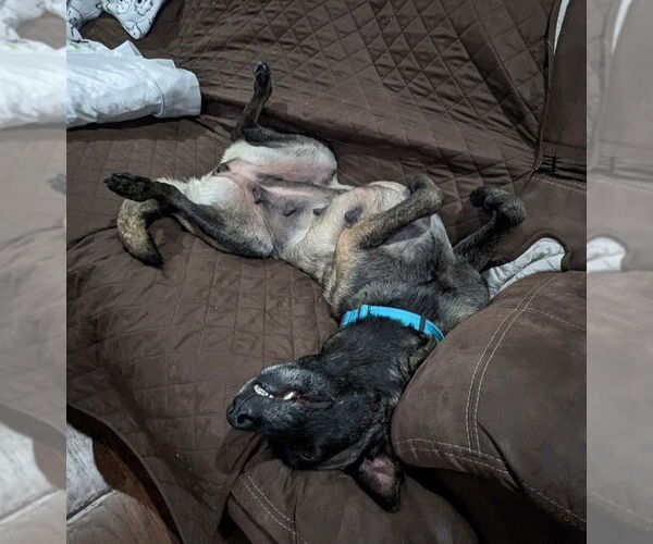 Medium Photo #13 Mutt Puppy For Sale in Stevens Point, WI, USA
