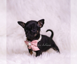 Small #4 Chihuahua