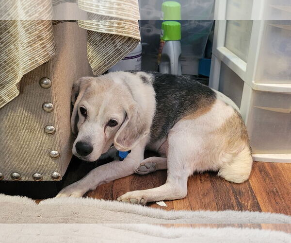 Medium Photo #11 Beagle Puppy For Sale in Las Vegas, NV, USA