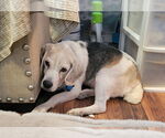 Small #10 Beagle