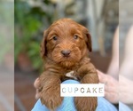 Small Photo #20 Australian Labradoodle Puppy For Sale in RIVERSIDE, CA, USA
