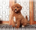 Small #3 Goldendoodle