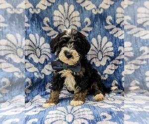 Miniature Bernedoodle-Poodle (Miniature) Mix Puppy for sale in OXFORD, PA, USA