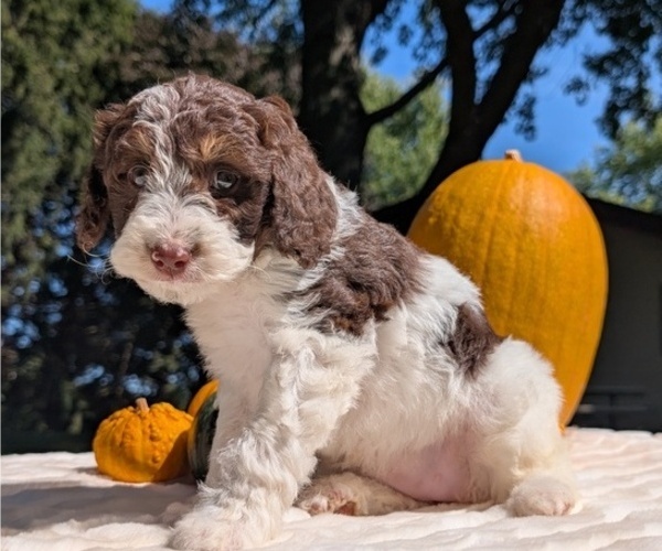Medium Photo #39 Miniature Bernedoodle Puppy For Sale in GOSHEN, IN, USA