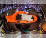 Puppy Puppy 5 German Shorthaired Pointer
