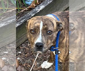 Mutt Dogs for adoption in Tarboro, NC, USA