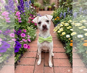 Chihuahua-Unknown Mix Dogs for adoption in Katy, TX, USA