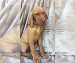 Small Photo #2 Vizsla Puppy For Sale in WARREN, OR, USA