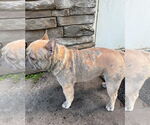 Small #2 French Bulldog