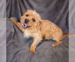 Poodle (Toy)-Unknown Mix Dogs for adoption in Albuquerque, NM, USA