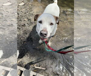 Liam - Male Pointer-Unknown Mix Dog for Adoption - Photo #4