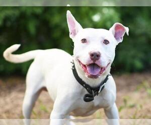 American Pit Bull Terrier-Unknown Mix Dogs for adoption in Tavares, FL, USA