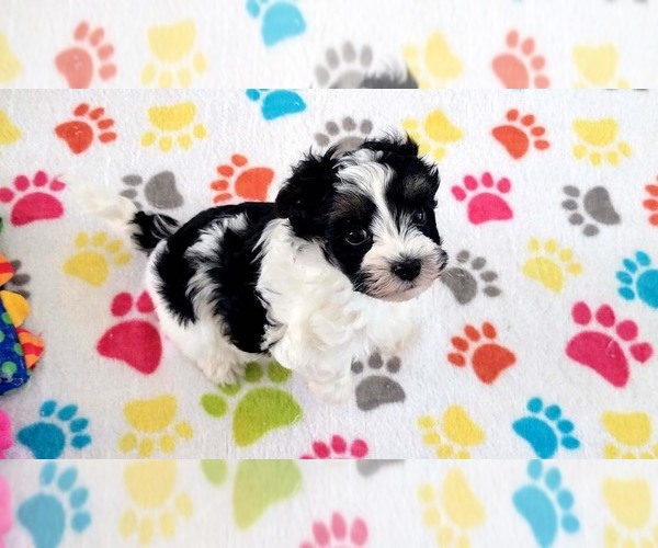 Medium Photo #6 Havashire Puppy For Sale in ORO VALLEY, AZ, USA