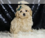 Small #4 Maltipoo