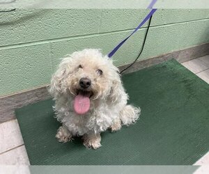 Maltese-Unknown Mix Dogs for adoption in Grand Prairie, TX, USA