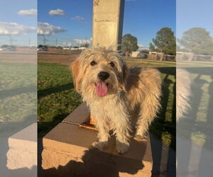 Havanese-Unknown Mix Dogs for adoption in Grafton, WI, USA