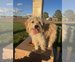 Crockett - ADOPTION IN PROCESS - Male Havanese-Unknown Mix Dog for Adoption - Small photo