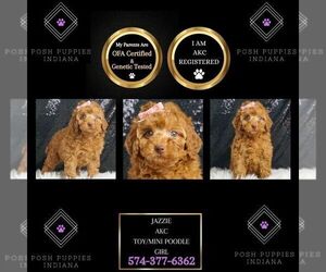 Poodle (Miniature) Puppy for sale in WARSAW, IN, USA