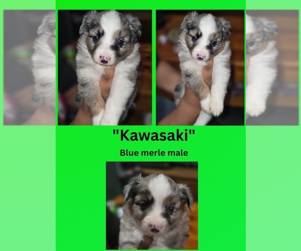 Medium Photo #2 Miniature Australian Shepherd Puppy For Sale in ADAIR VILLAGE, OR, USA