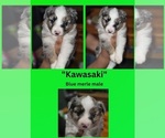 Small #1 Miniature Australian Shepherd