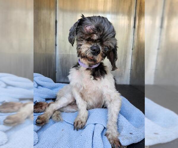 Medium Photo #1 Shih Tzu-Unknown Mix Puppy For Sale in San Antonio, TX, USA