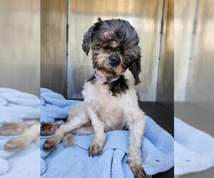 Shih Tzu-Unknown Mix Dogs for adoption in San Antonio, TX, USA