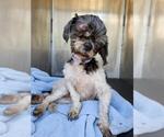 Small Shih Tzu Mix