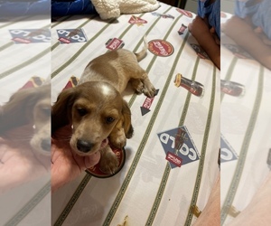 Dachshund Puppy for sale in BILLINGS, MO, USA