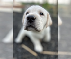 Labrador Retriever Puppy for sale in DANVILLE, KY, USA