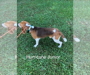 Father of the Beagle puppies born on 03/26/2026