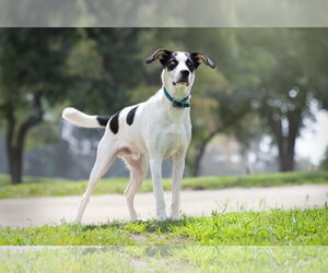 Buddy Elf - Male Siberian Husky-Unknown Mix Dog for Adoption - Photo #3