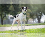 Small #2 Siberian Husky Mix