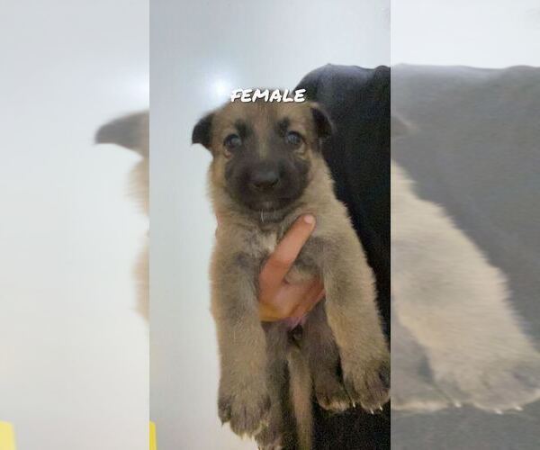 Medium Photo #11 German Shepherd Dog Puppy For Sale in KINGSPORT, TN, USA