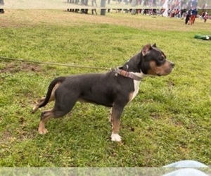 Mother of the American Bully puppies born on 01/03/2023