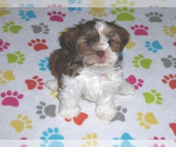Medium Photo #8 Shorkie Tzu Puppy For Sale in ORO VALLEY, AZ, USA