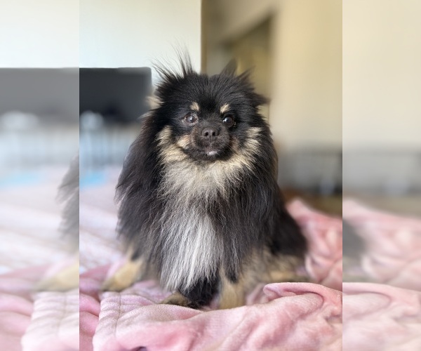 Medium Photo #4 Pomeranian Puppy For Sale in SHERMAN OAKS, CA, USA