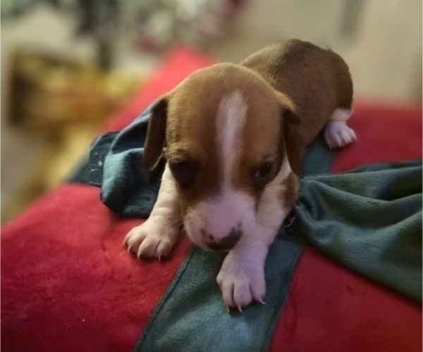 Medium Photo #29 Dachshund Puppy For Sale in SAINT CLOUD, FL, USA