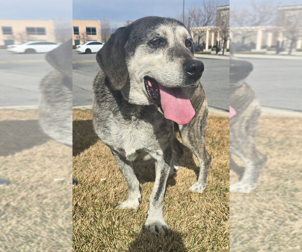 Medium Photo #2 Mutt Puppy For Sale in Salt Lake City, UT, USA