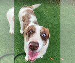 Small Catahoula Leopard Dog Mix