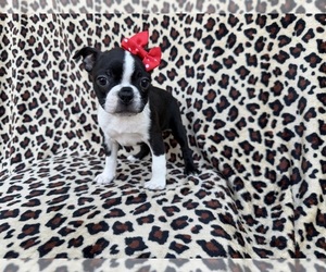 Boston Terrier Puppy for sale in LAKELAND, FL, USA
