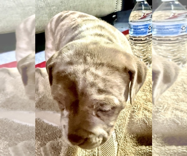 Medium Photo #10 American Bully Puppy For Sale in GROVE CITY, MN, USA