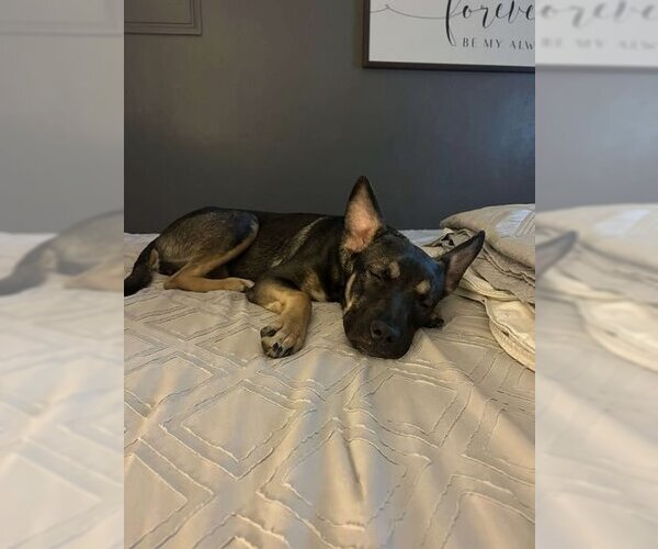 Medium Photo #4 German Shepherd Dog-Unknown Mix Puppy For Sale in Saegertown , PA, USA