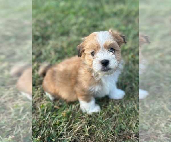 Medium Photo #1 Havanese Puppy For Sale in NORTH LAWRENCE, OH, USA