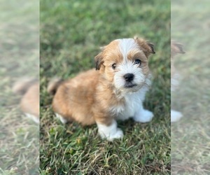 Havanese Puppy for sale in NORTH LAWRENCE, OH, USA