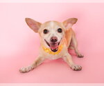 Small Chihuahua Mix
